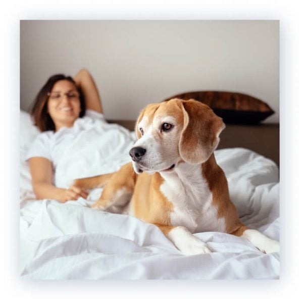 Pet Friendly Stay at Chase Suite Hotel Newark Fremont at Newark, CA